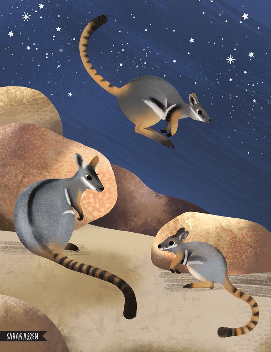 Yellow-footed rock wallabies  from Jumping Joeys.  sarahallen.com.au