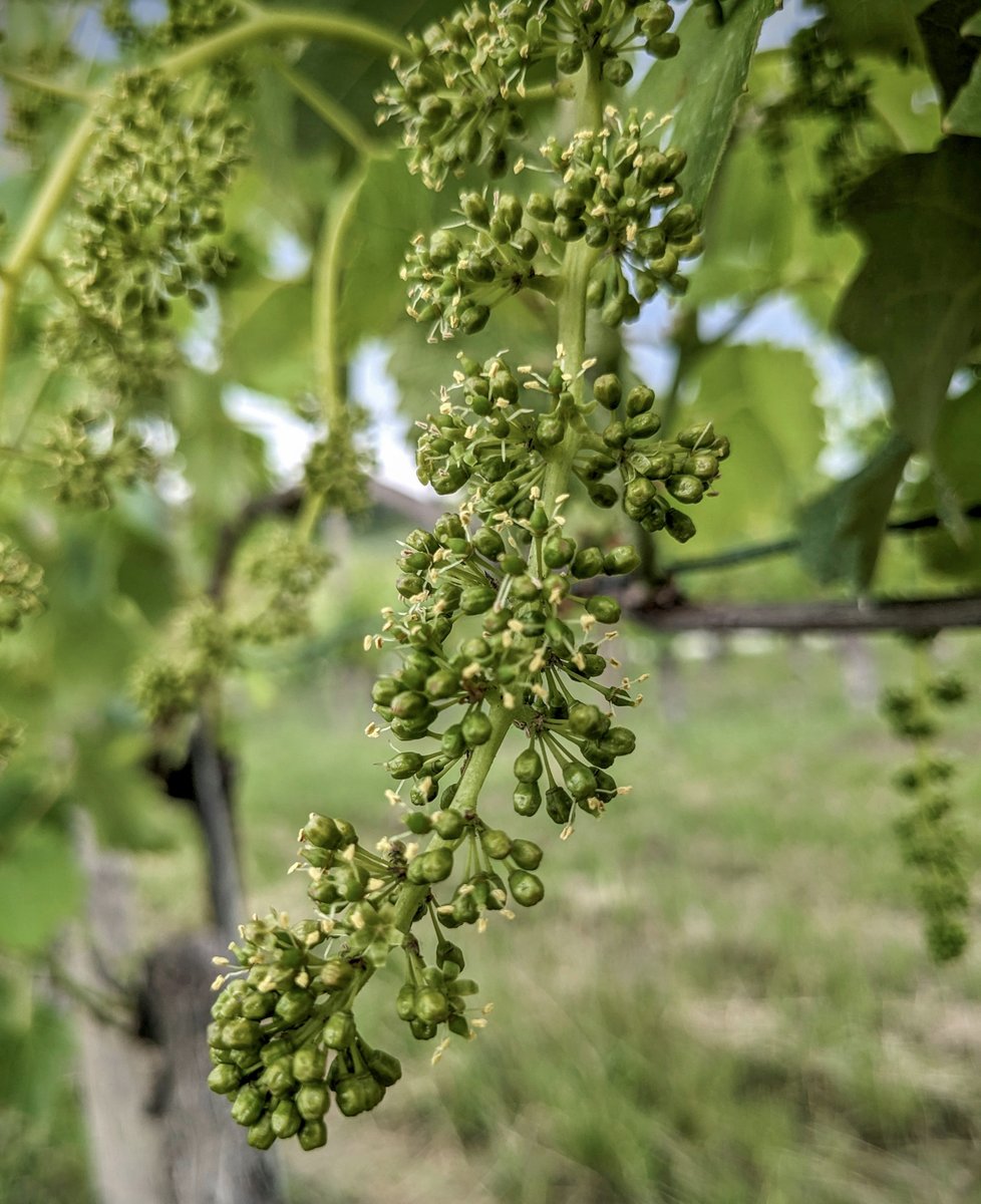 What a thrill to see our vineyards come to life as the bunches of grapes slowly begin to develop and ripen.

#elviocogno #novello #vineyards #grapes