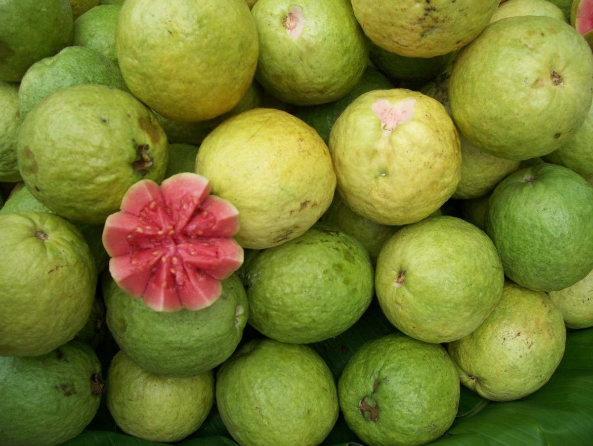 guava
jambu batu

#nature #fruits