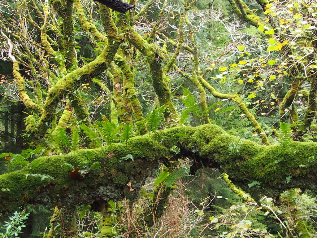 Do you have an old woodland that needs protection? Are you considering creating a new native woodland? We have a fund to support landowners on the west coast of Ireland. Contact ray@hometree.ie for details