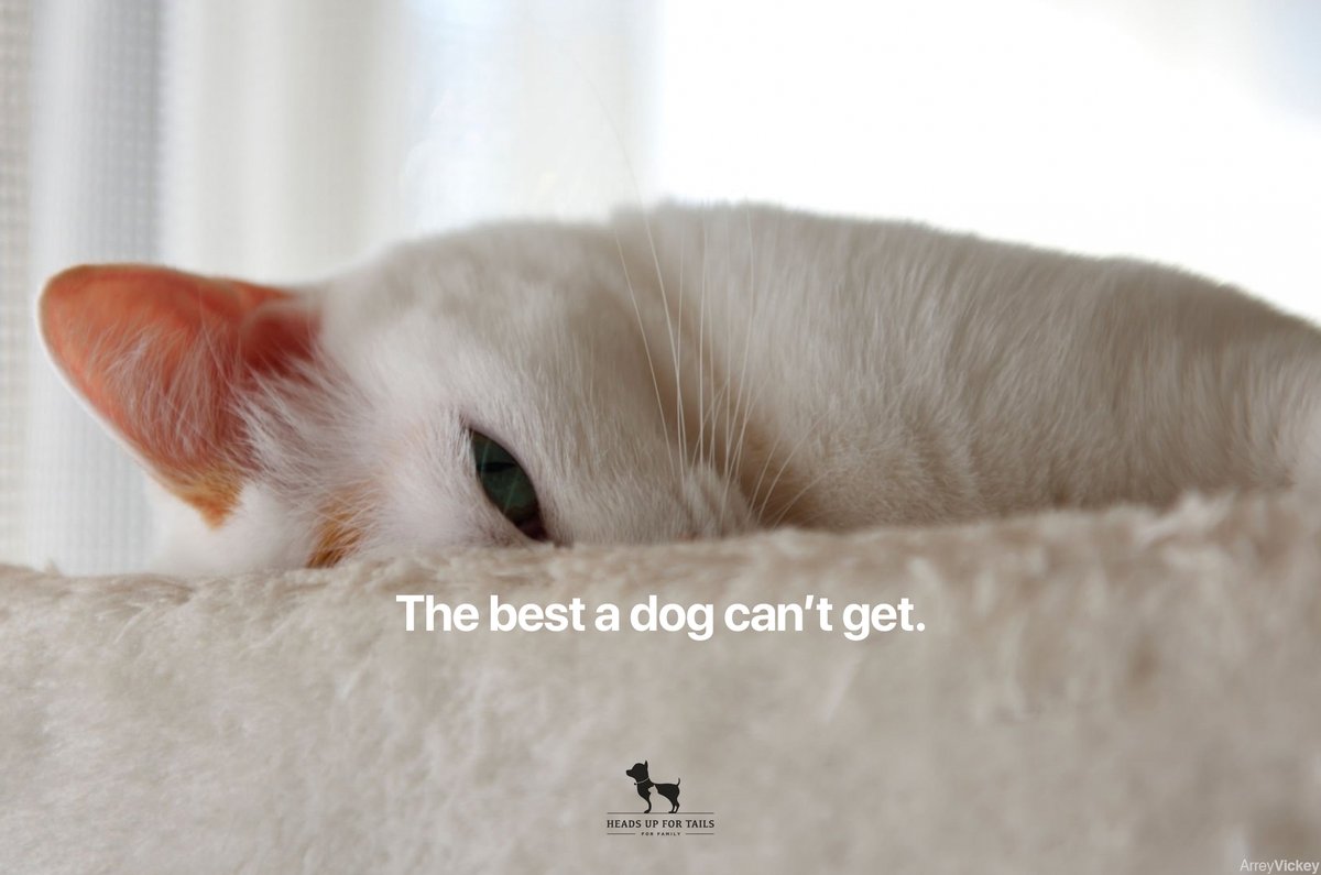 @OneMinuteBriefs x #DogBeds