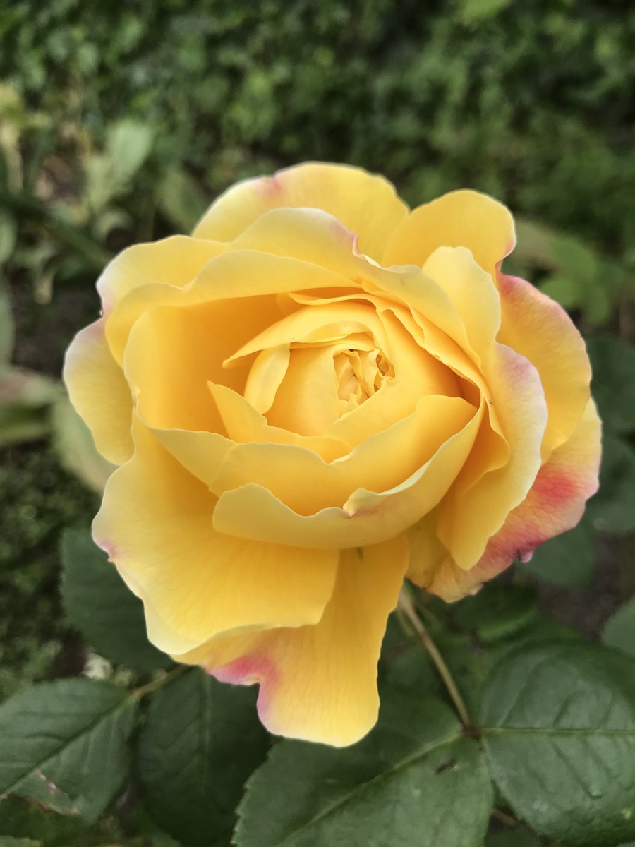 Yummy yellow #roses #gardening