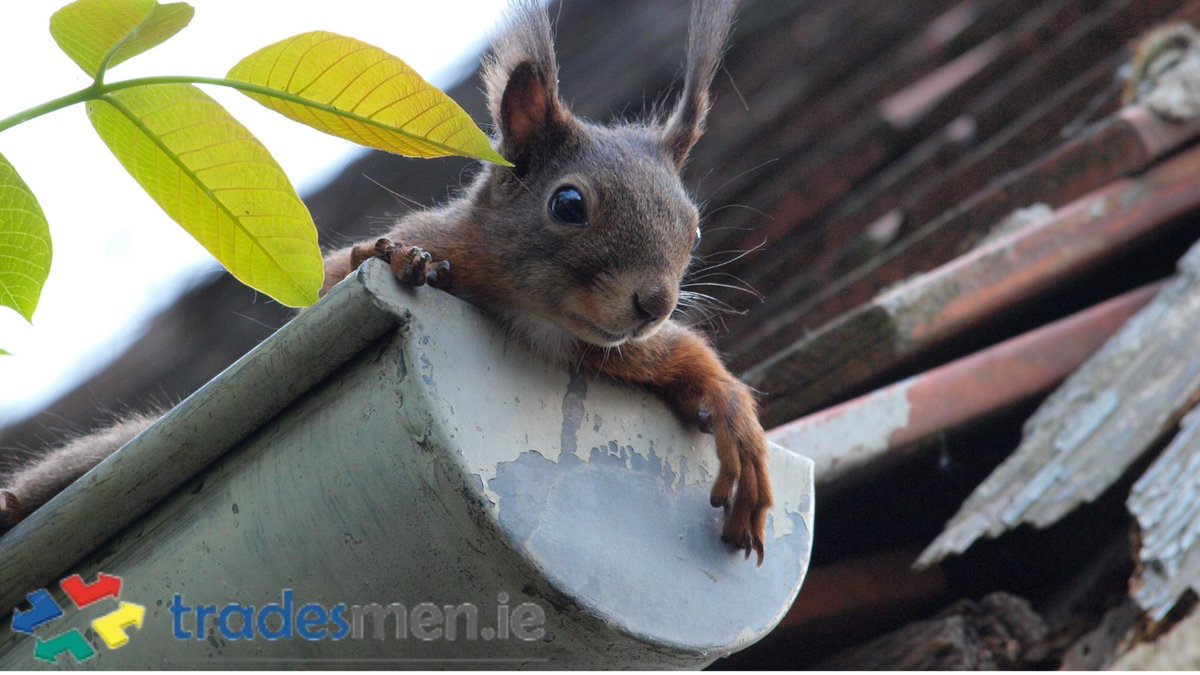 New Guttering and fascia Finny Mayo
tradesmen.ie/jobs/new-gutte…
Bungalow needing approx 50m new guttering, with new fascia in places.
Budget: €100 - No limit set
#tradesmenie #tradejobs #irishjobs