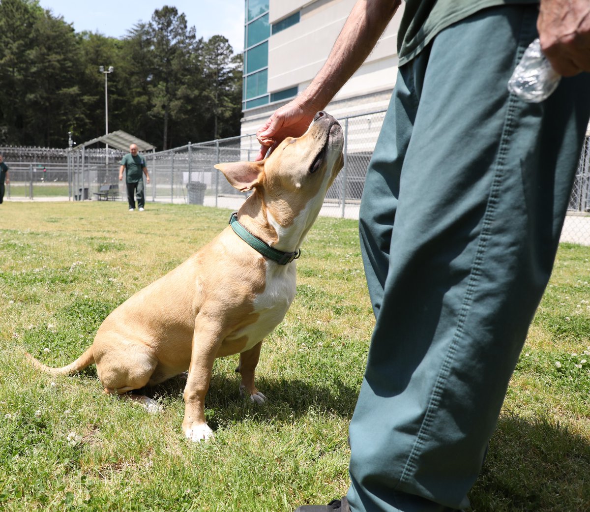 Aux États-Unis, des détenus ont pour mission de s'occuper d'animaux abandonnés. Les liens forts qui les unissent favorisent leur socialisation mutuelle. Le podcast de #30millionsdamis revient sur ces initiatives qui bénéficient aux humains &amp; aux chiens 👇 30millionsdamis.fr/actualites/pod…