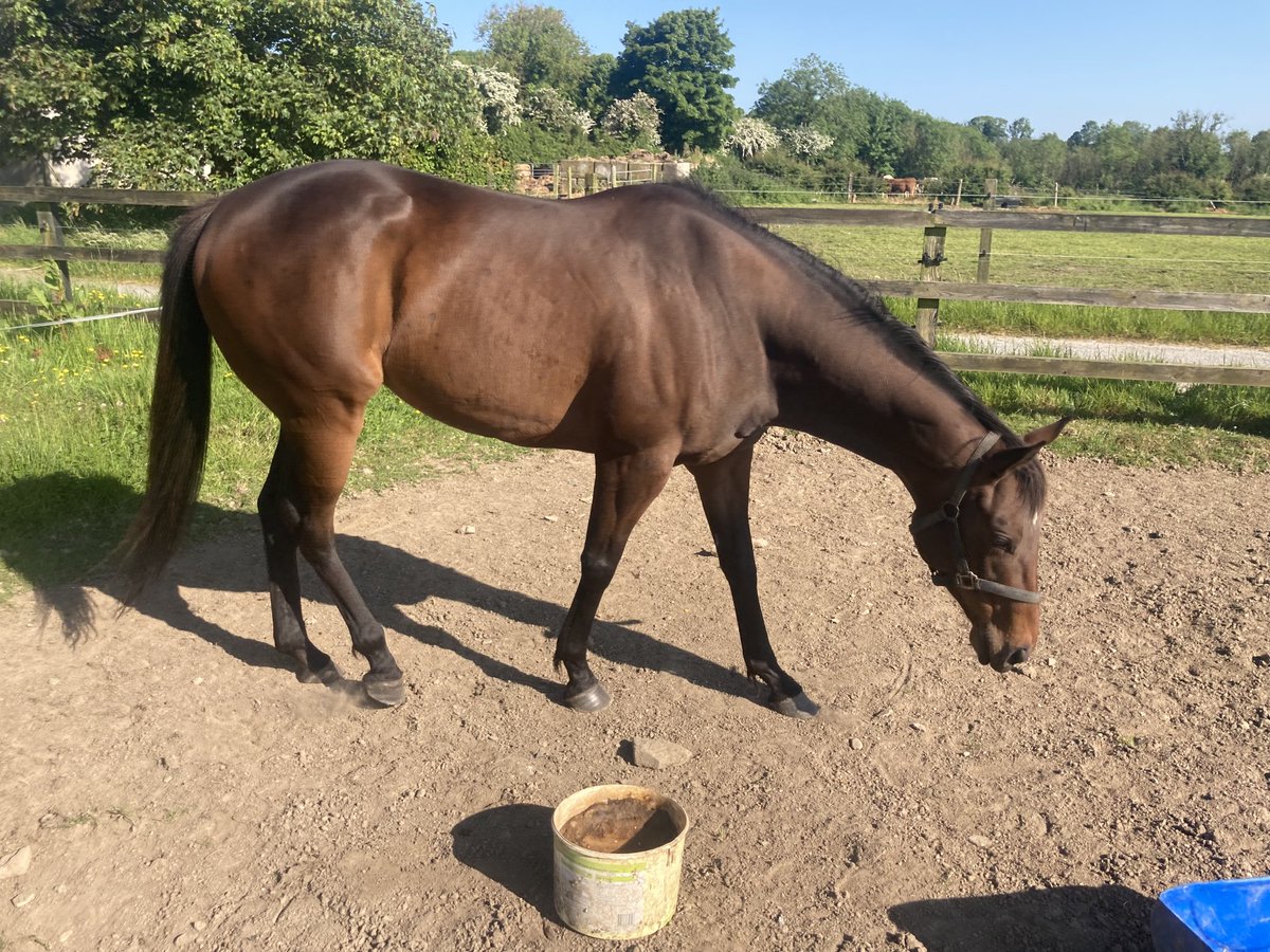 Chocquinto. Won in Tipperary this day last year and subsequently blacktyped.  Now in foal to Sioux Nation