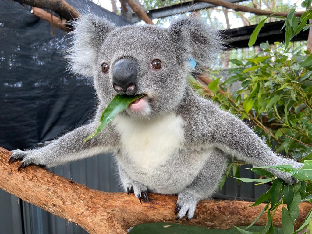 KoalaConservAus's tweet photo. Fuelled up and ready for take off! Joey Jaz is about to learn that koalas can't fly.
#joey #koalajoey #babyanimals https://t.co/y5bDOpKcoz