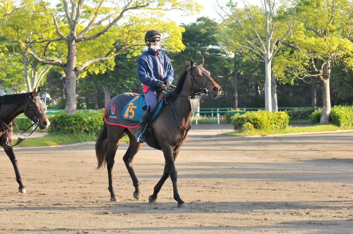 toshio_wada's tweet image. 注目2歳馬通信＠美浦
#ウメテマリ ♀
父バゴ
母テンテマリ
#上原佑紀厩舎
馬名の意味・由来は『梅＋紀州手毬。母と姉より。地縁血縁、ご縁を大切にしたいと思い』とのこと🔴
6月4日（日）の東京5R（芝1600㍍・牝馬）を戸崎圭太騎手で予定🐴
まずは無事に順調に…🏇
