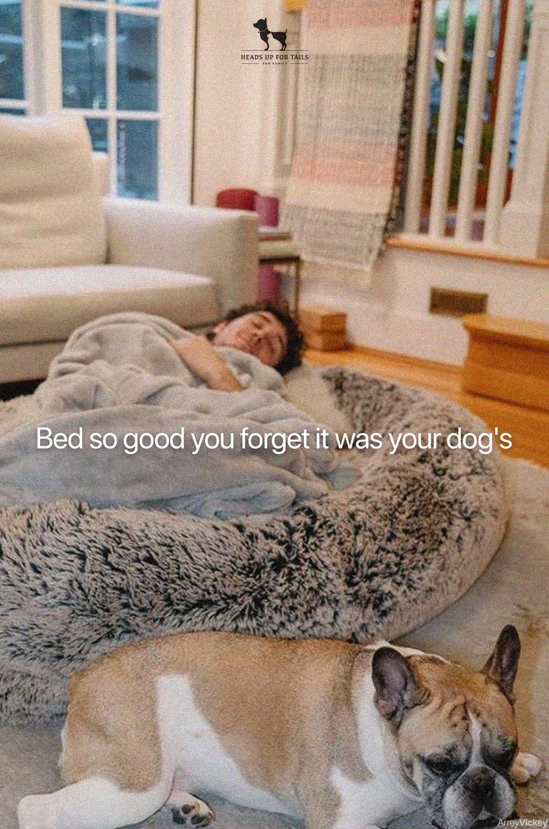 @OneMinuteBriefs x #DogBeds