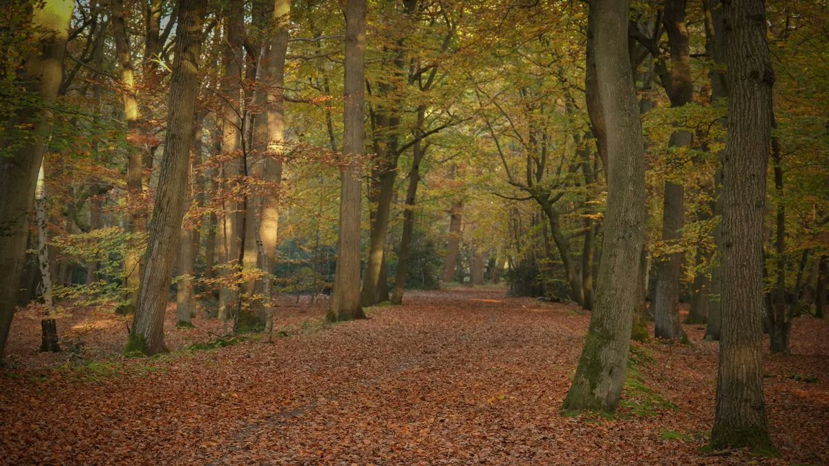 Yesterday marked the end of #NationalNatureReserves (NNR) week! Did you know there are 225 NNRs in England? They're England’s most important places for #nature. Please respect each NNR you visit, including #BurnhamBeeches!

Read about NNRs here 👉 buff.ly/3otgMNd