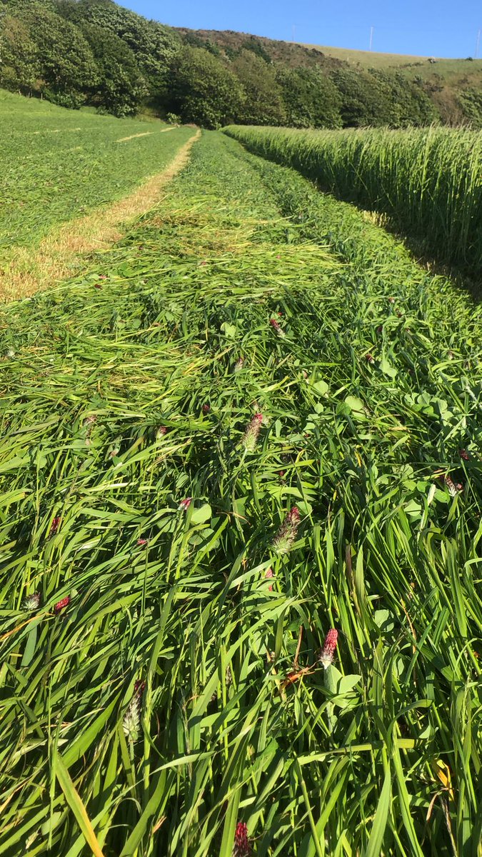 Oliver_Seeds's tweet photo. Now the Crimson Tide’s been cut for silage, it looks like a lovely crop! Crimson &amp; Balansa clover have been fixing N &amp; now will provide high quality protein in the silage ☘️🚜

For more information call our Olivers team #impressiveinthefield #silage #fixingN #nitrogen https://t.co/Q4nYPHEVNH