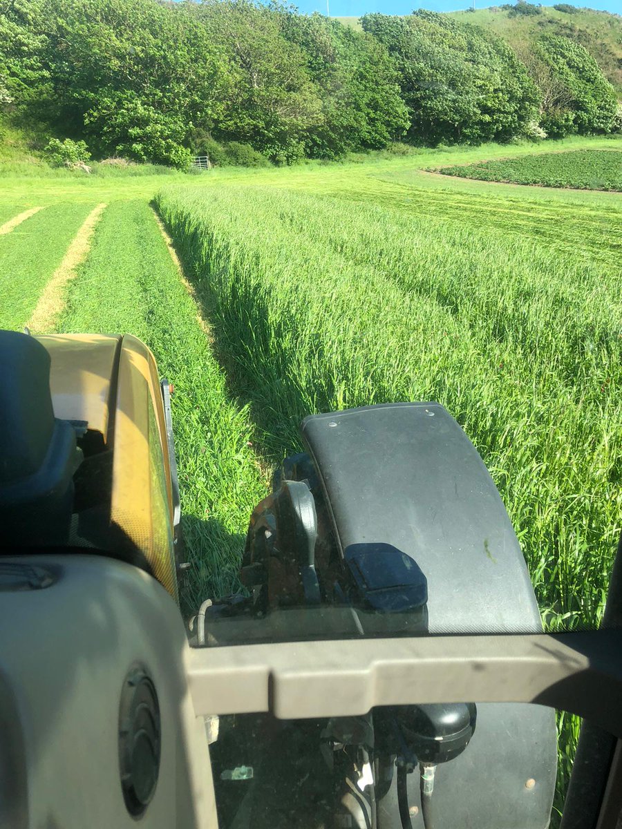 Oliver_Seeds's tweet photo. Now the Crimson Tide’s been cut for silage, it looks like a lovely crop! Crimson &amp; Balansa clover have been fixing N &amp; now will provide high quality protein in the silage ☘️🚜

For more information call our Olivers team #impressiveinthefield #silage #fixingN #nitrogen https://t.co/Q4nYPHEVNH