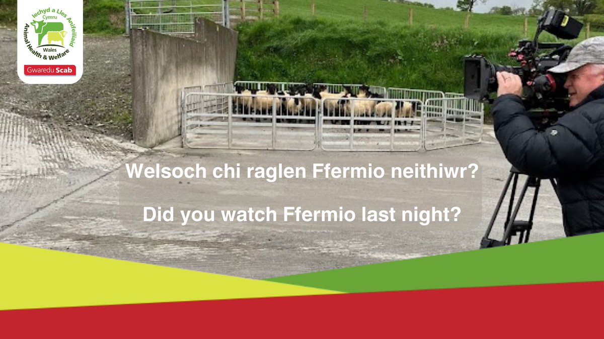 Welsoch chi raglen <a href="/Ffermio/">Ffermio</a> neithiwr?
Efallai y byddwch wedi gweld ambell wyneb cyfarwydd yn trafod y rhaglen #GwareduScab a symptomau clafr.
Os wnaethoch chi fethu'r rhaglen neu eisiau gwylio eto
👀👉 tinyurl.com/teppr6a7

@ColegSirGar @menterabusnes <a href="/YstwythP/">Ystwyth Veterinary Practice</a>