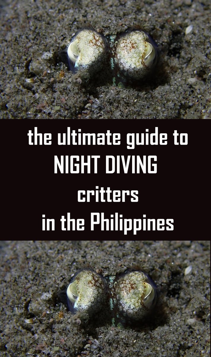 Mini #documentary on night diving in the Philippines:
#scuba #MuckDiving #NightDiving #underwatervideo 
youtube.com/watch?v=uF3zqy…