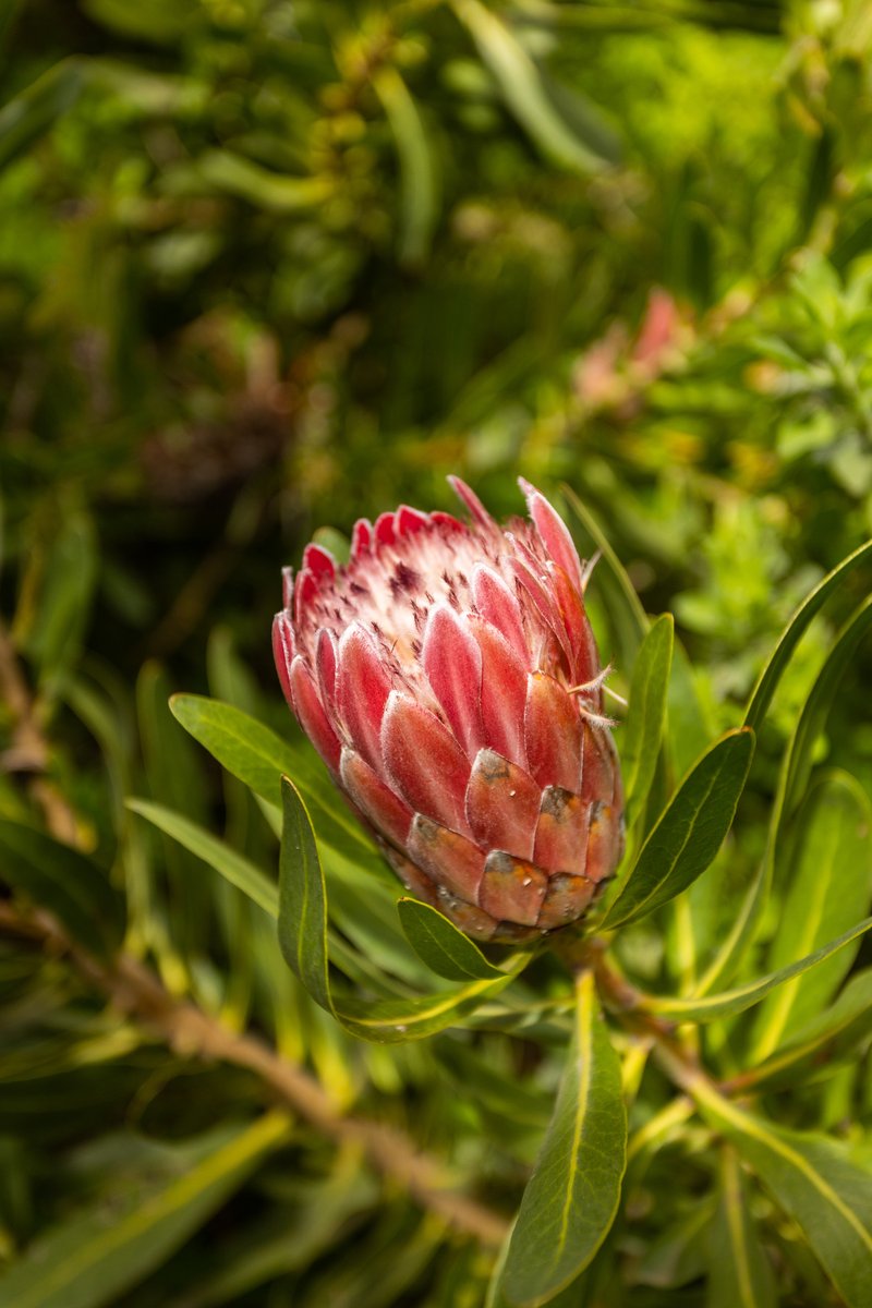 Pearl_Valley's tweet photo. Birdies might be scarce on your scorecard, but they are everywhere at the Pearl. ⛳
We take great pride in providing a home for our feathered friends with ample trees, indigenous fynbos and numerous lakes.
Be close to nature: https://t.co/9stSuA9nnO
#PlayThePearl https://t.co/nYevxhlDFj