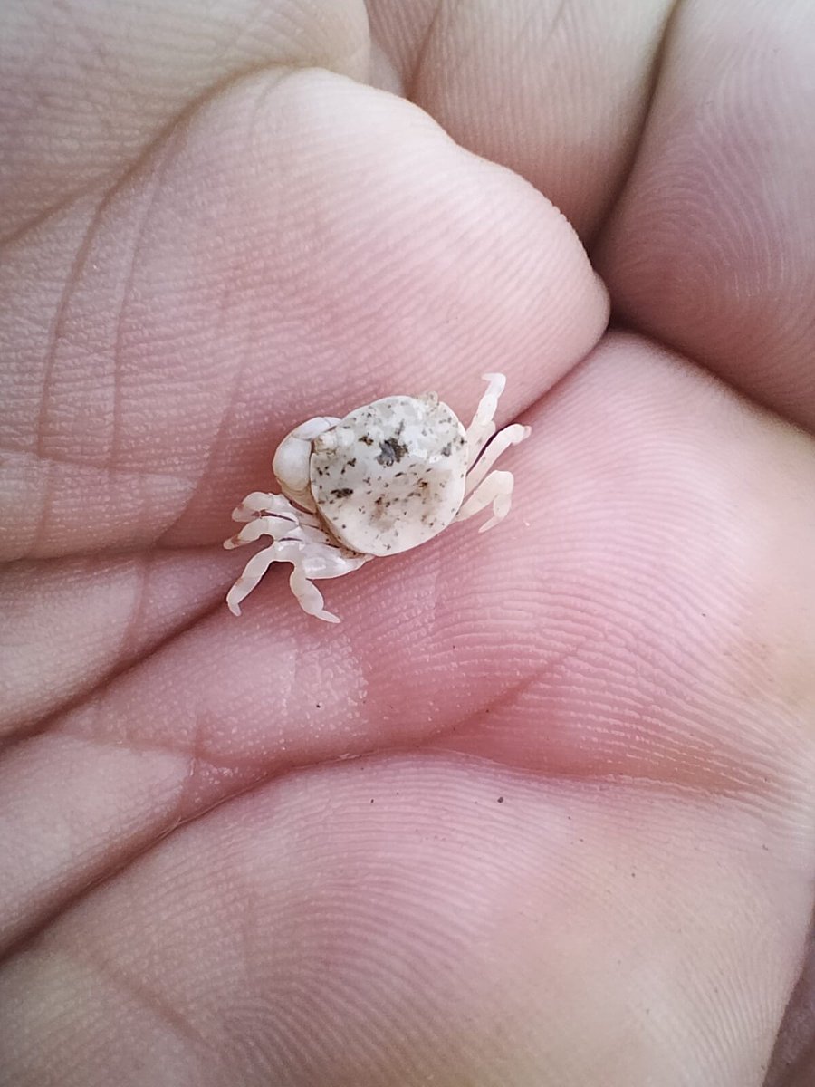 Pacificklaus's tweet photo. Another #crab #IDplease @crabbymaxie @Werner_deGier
Negros Island, Philippines, found under a rock at the beach, in my chubby hand. Released it after a minute. https://t.co/K8SspGC9yt
