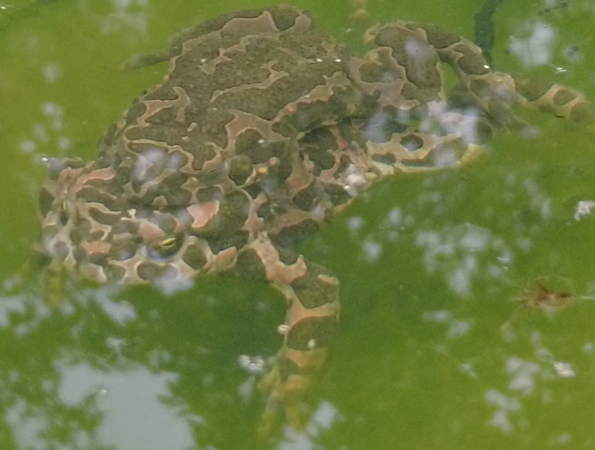 Fantastic news, Green toad spawn & I now have 4 toads in the pond
#bulgarianwildlife #wildlifebulgaria #bufotesviridis #toads #wildlifepond #toadspawn