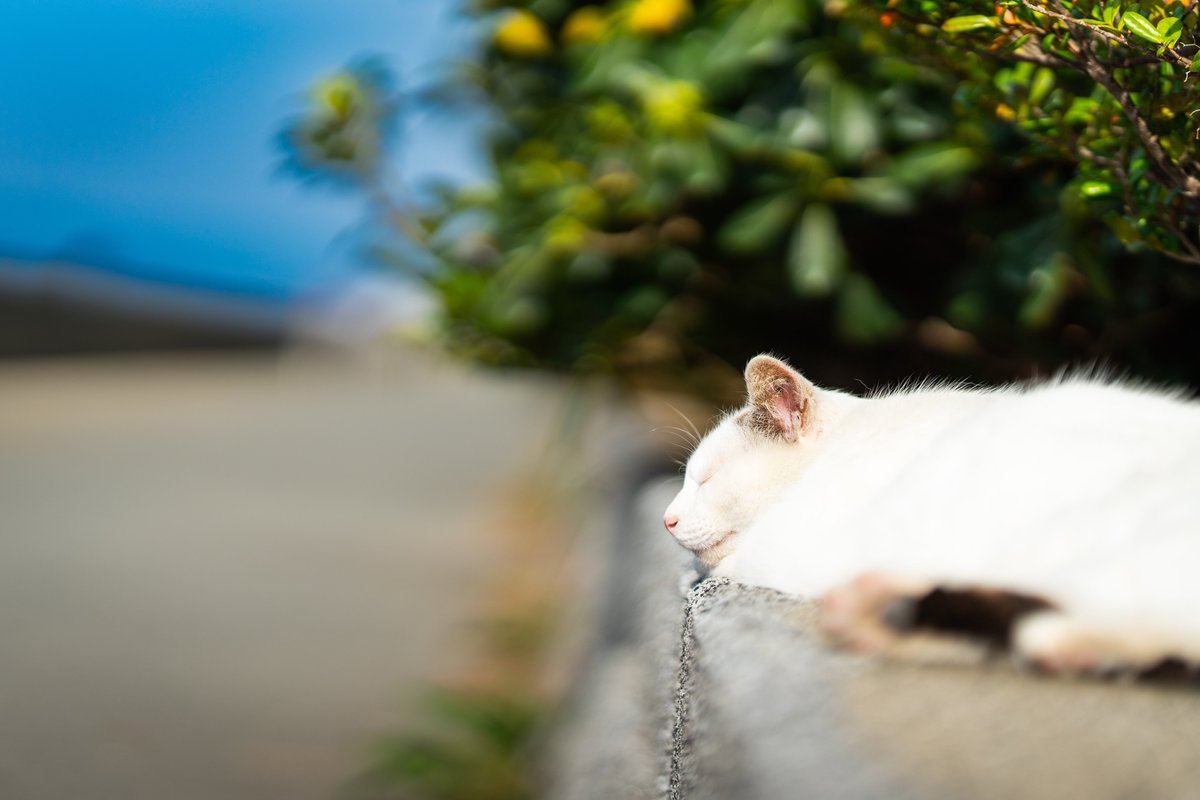 お昼寝🐈🐾

#猫好きさんと繋がりたい
#ファインダー越しの私の世界
#α7iv #SonyAlpha #sonycamera