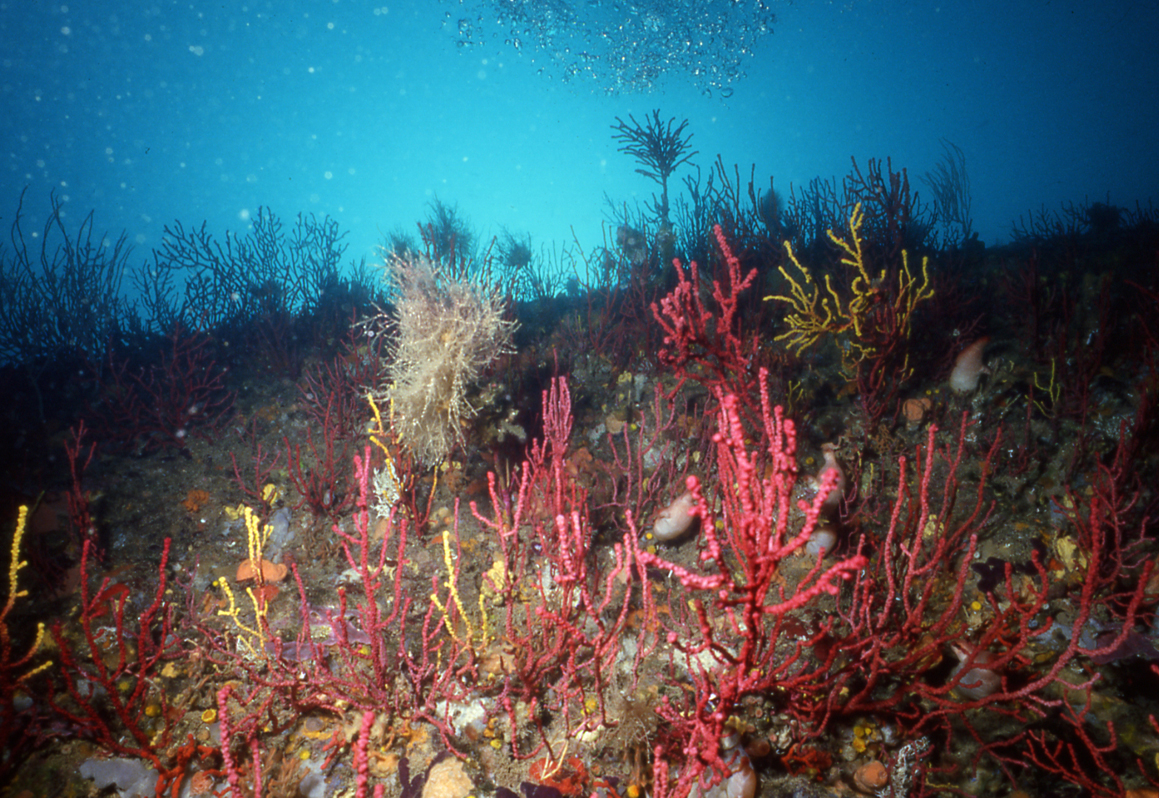 🌊Ets conscient de la teva relació amb el mar? Què en saps de la gran taca blava?

🏫 Si ets professor/a d’ESO, Batx o FP, posa't a prova amb aquesta enquesta sobre #CulturaOceànica que hem preparat des de l'ICM, la <a href="/UniBarcelona/">Universitat de Barcelona</a> i la <a href="/UABBarcelona/">Universitat Autònoma de Barcelona</a> 👇

🔗culturaoceanicatalana.limesurvey.net/693336?lang=ca