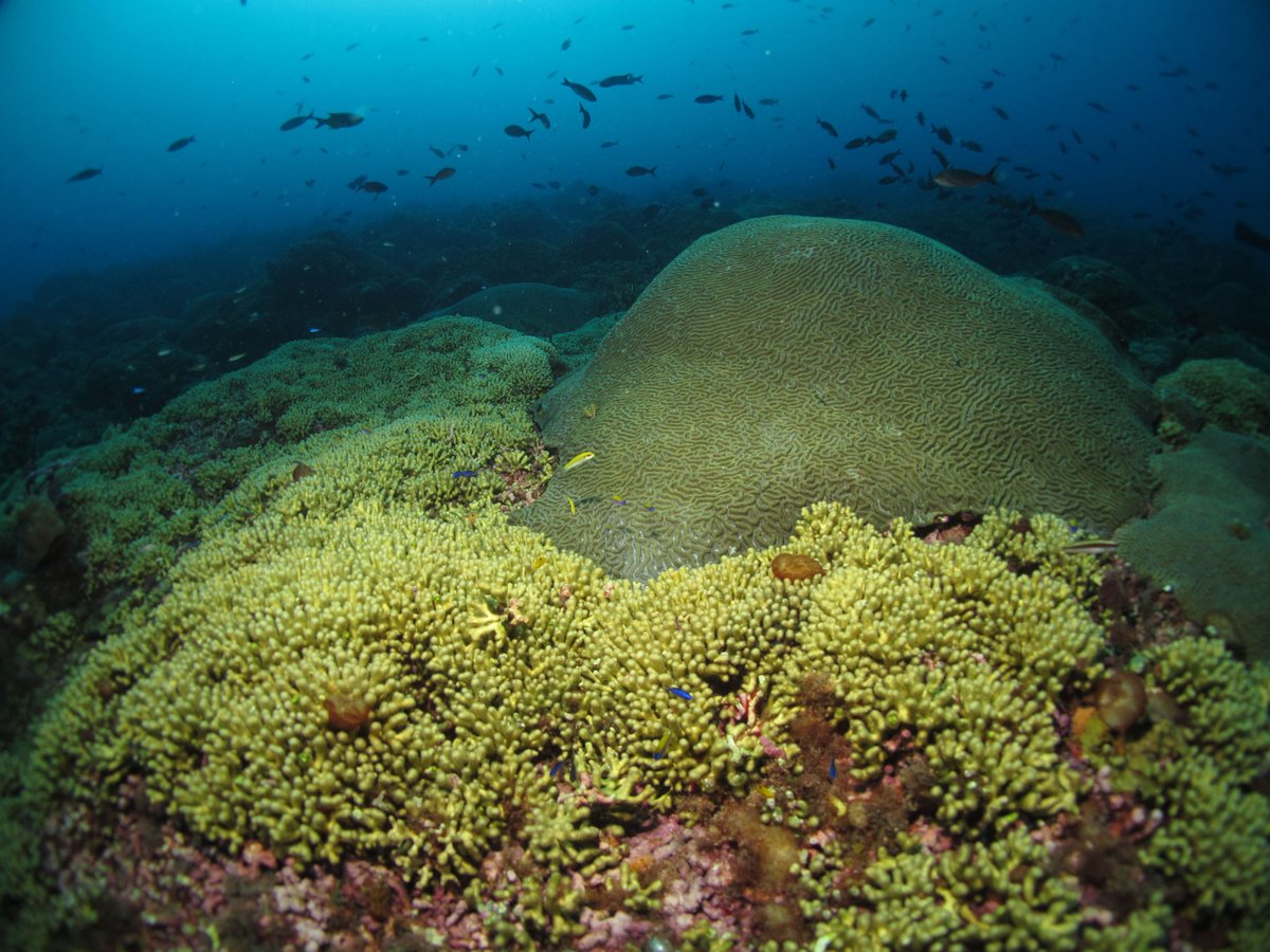 It’s the first day of #OceanMonth and and to kick it off, it’s also #WorldReefDay! Let’s celebrate #CoralReefs!
coralreef.noaa.gov
#30DaysOfOceans 📷: @FGBNMS