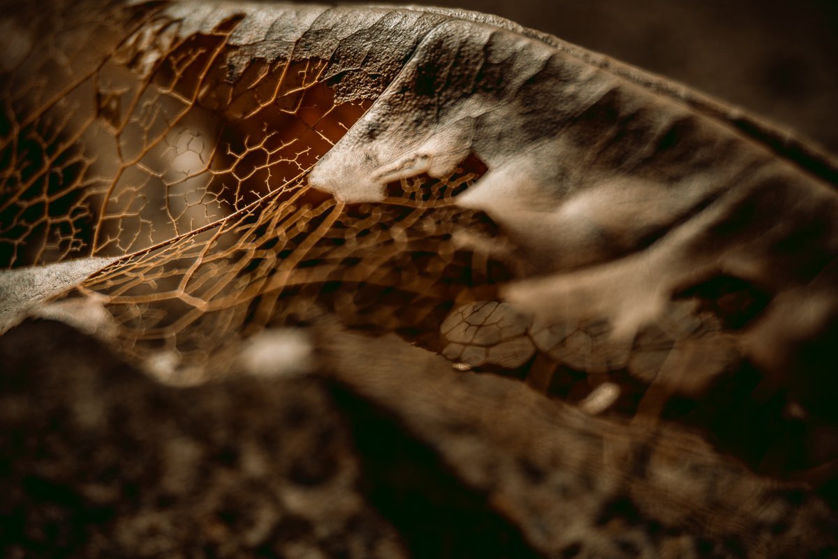 The beauty of a decaying leaf in the garden. #NaturePhotography #macrophotography
