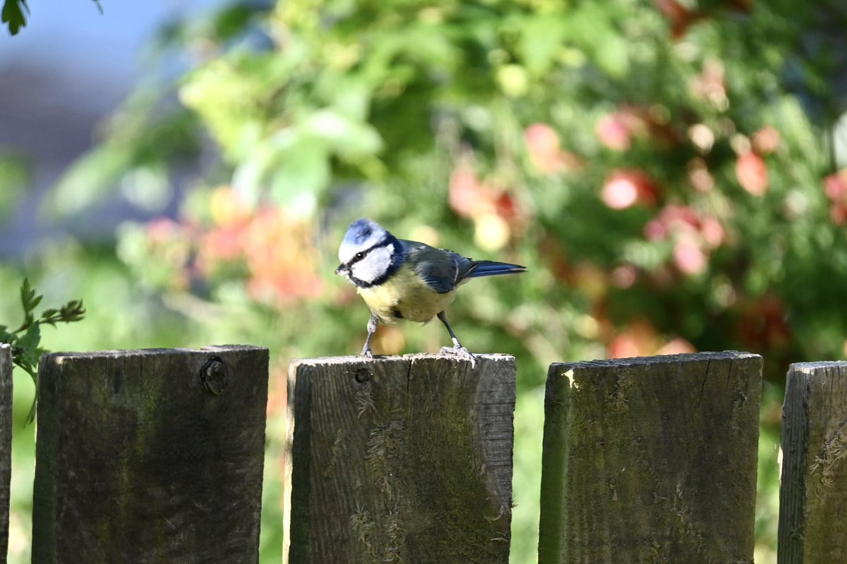 Newly fledged blue tits from our bird box this morning, after gentle parental encouragement! #springwatch #bbcspringwatch #BirdsOfTwitter #birdsphotograhy #birds