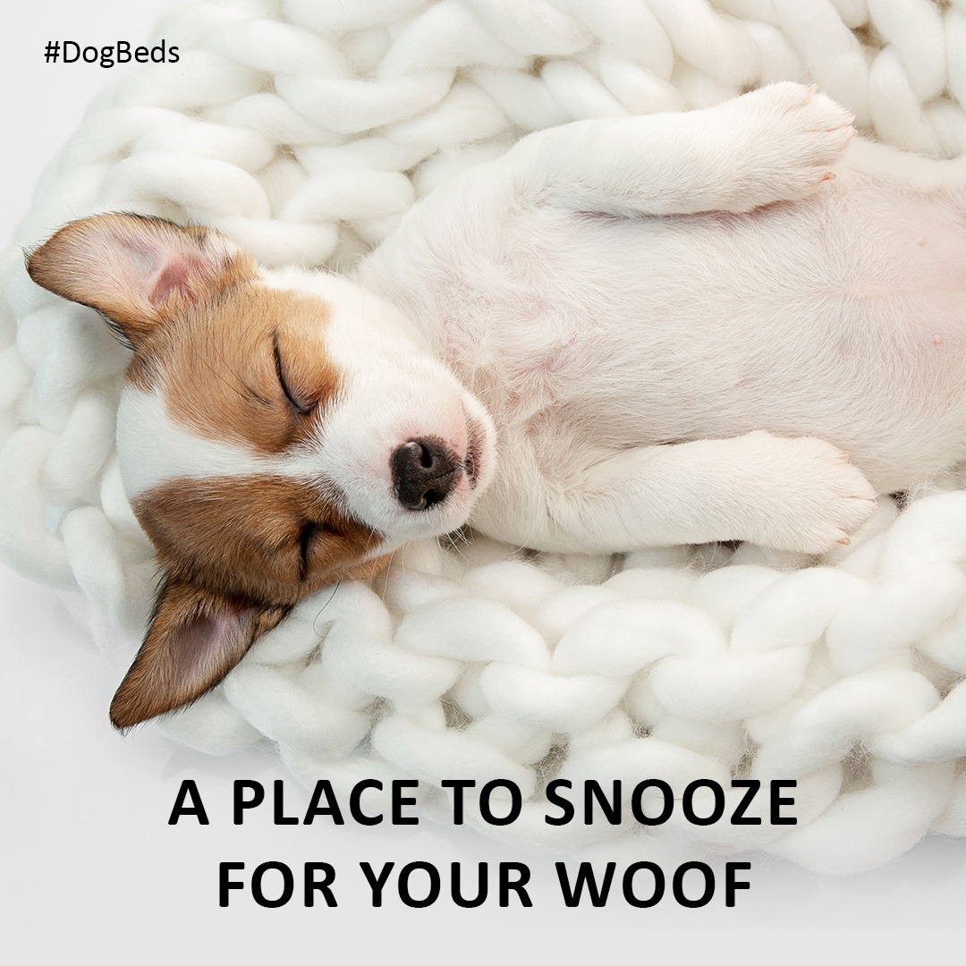 Create posters to advertise #DogBeds @OneMinuteBriefs