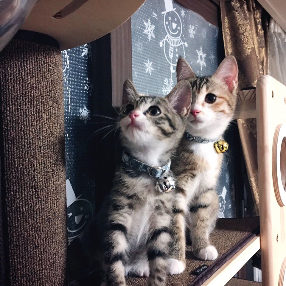 베이비(?) 보리와 콩을 보시라