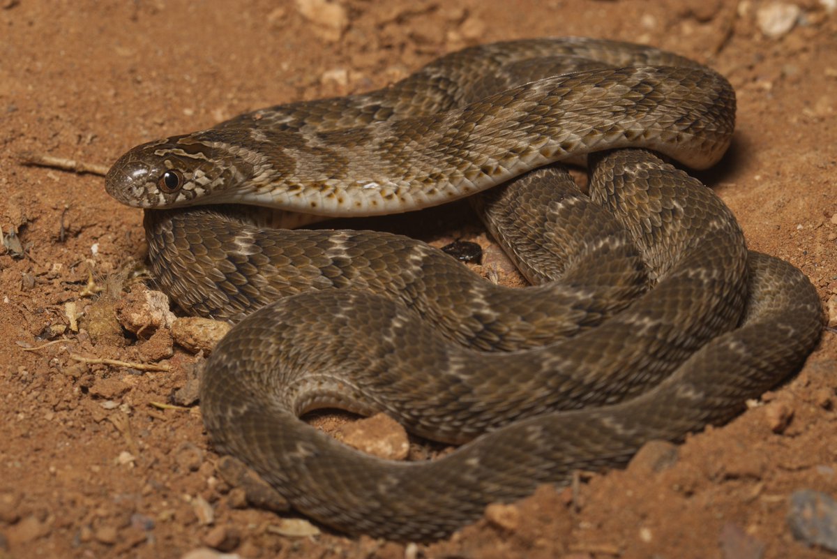 Naturetrek tweet media