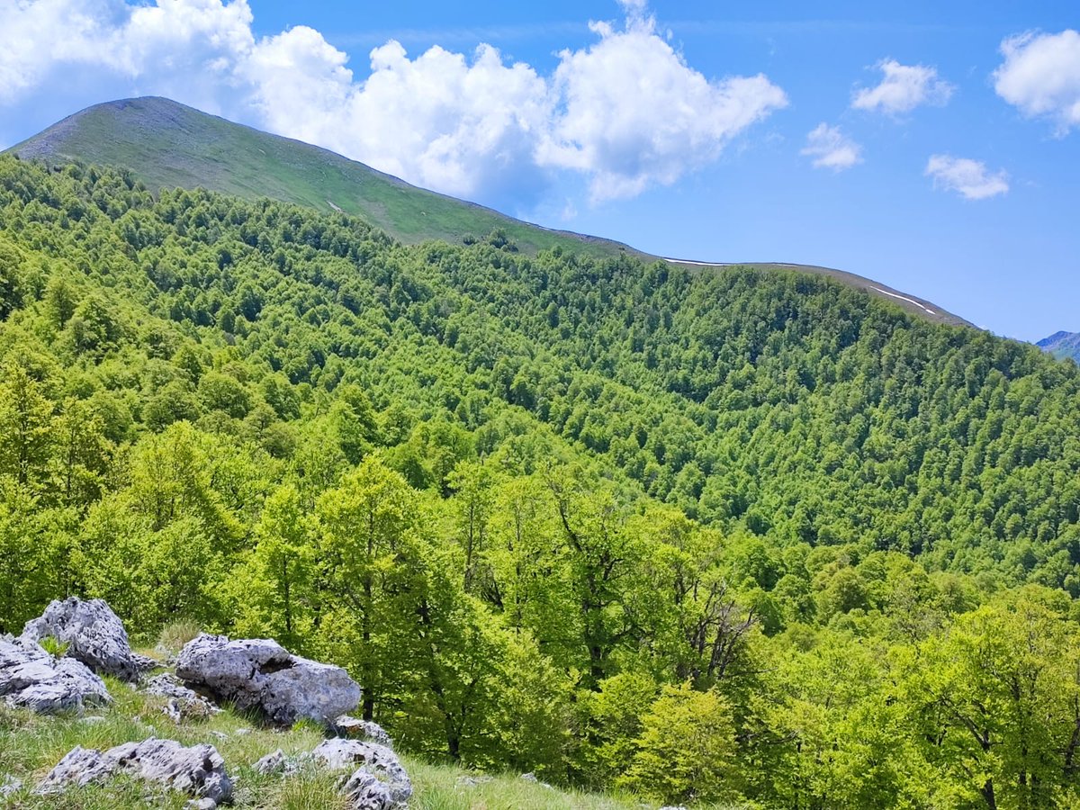 SchwendtnerO's tweet photo. The ancient beech forests in the Abruzzo National Park (Italy) allows us to study the natural dynamics and peculiar Biodiversity of this complex forests. #Unesco #WorldHeritage #BeechForest #FaggeteVetusta #OldGrowth #Lobariapulmonaria https://t.co/wZt6b6cZdI