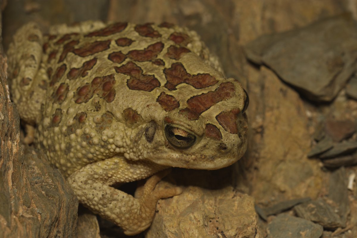 Naturetrek tweet media