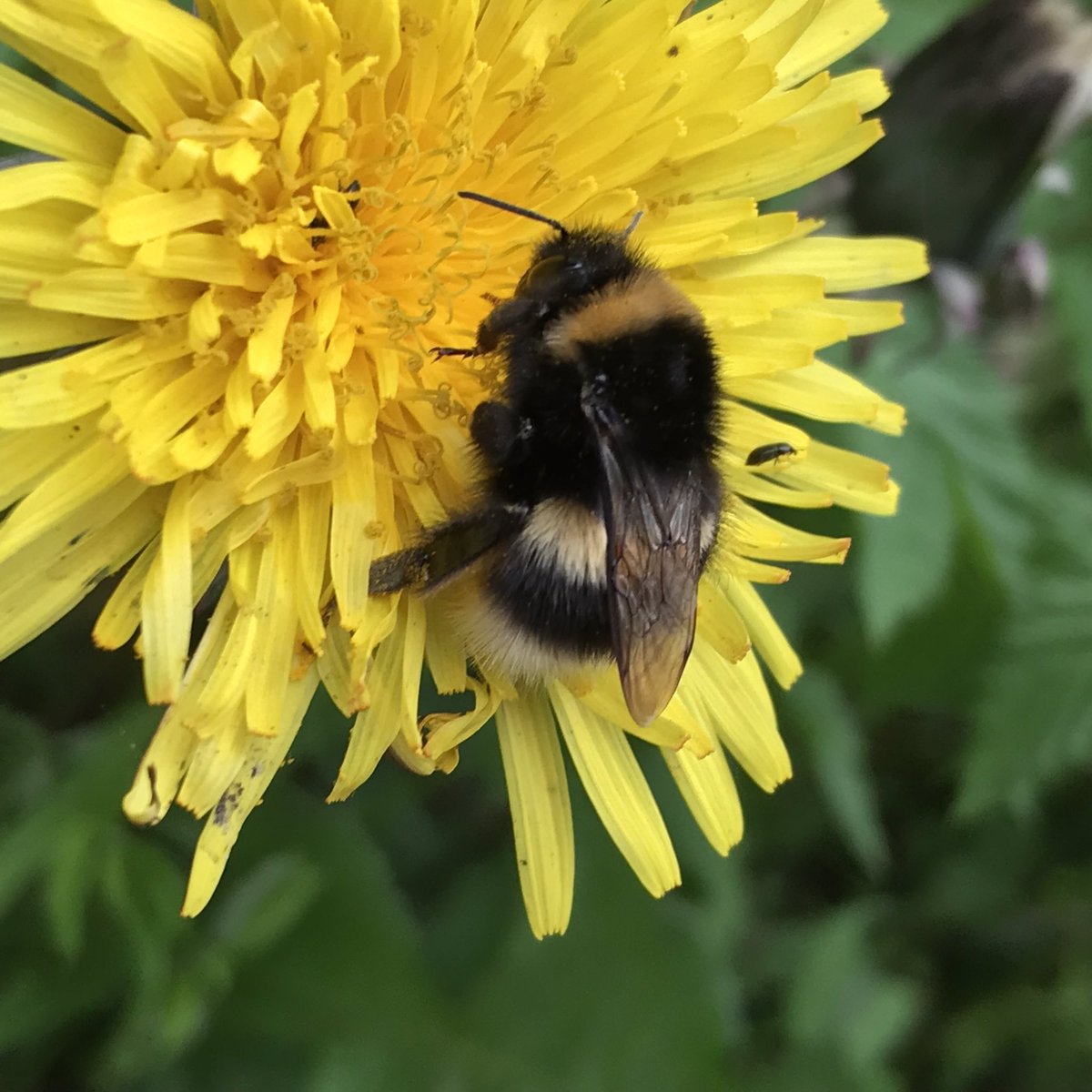 Penny4It's tweet image. I’m noticing less insects than last year but still they are here, sadly in fewer numbers #insects #invertibrates # biologicalRecording