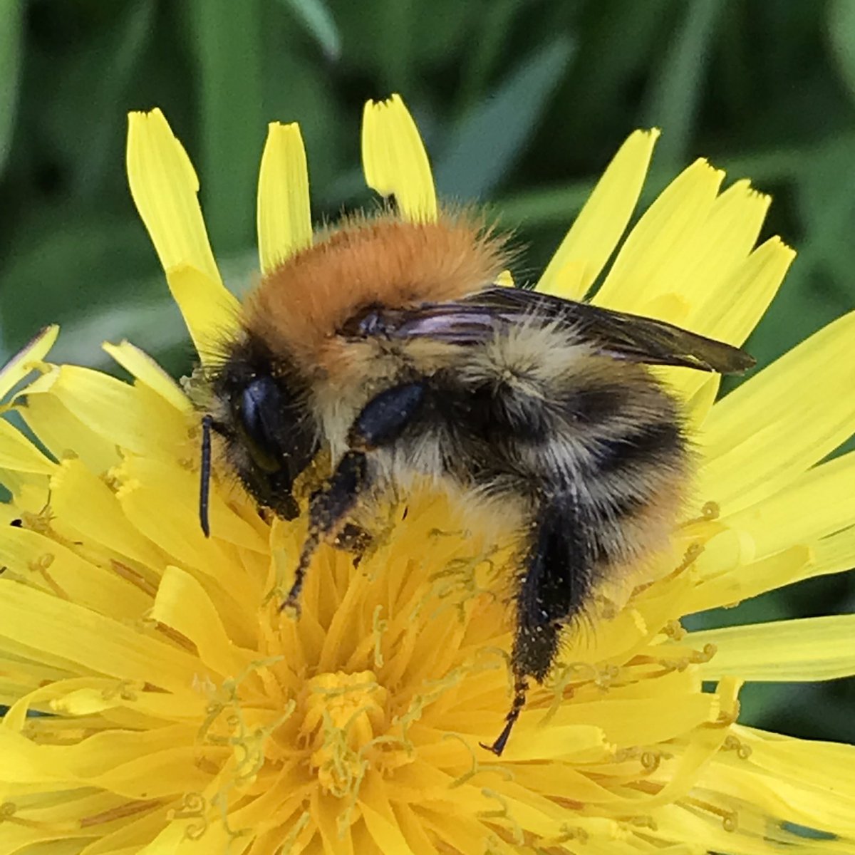 Penny4It's tweet image. I’m noticing less insects than last year but still they are here, sadly in fewer numbers #insects #invertibrates # biologicalRecording