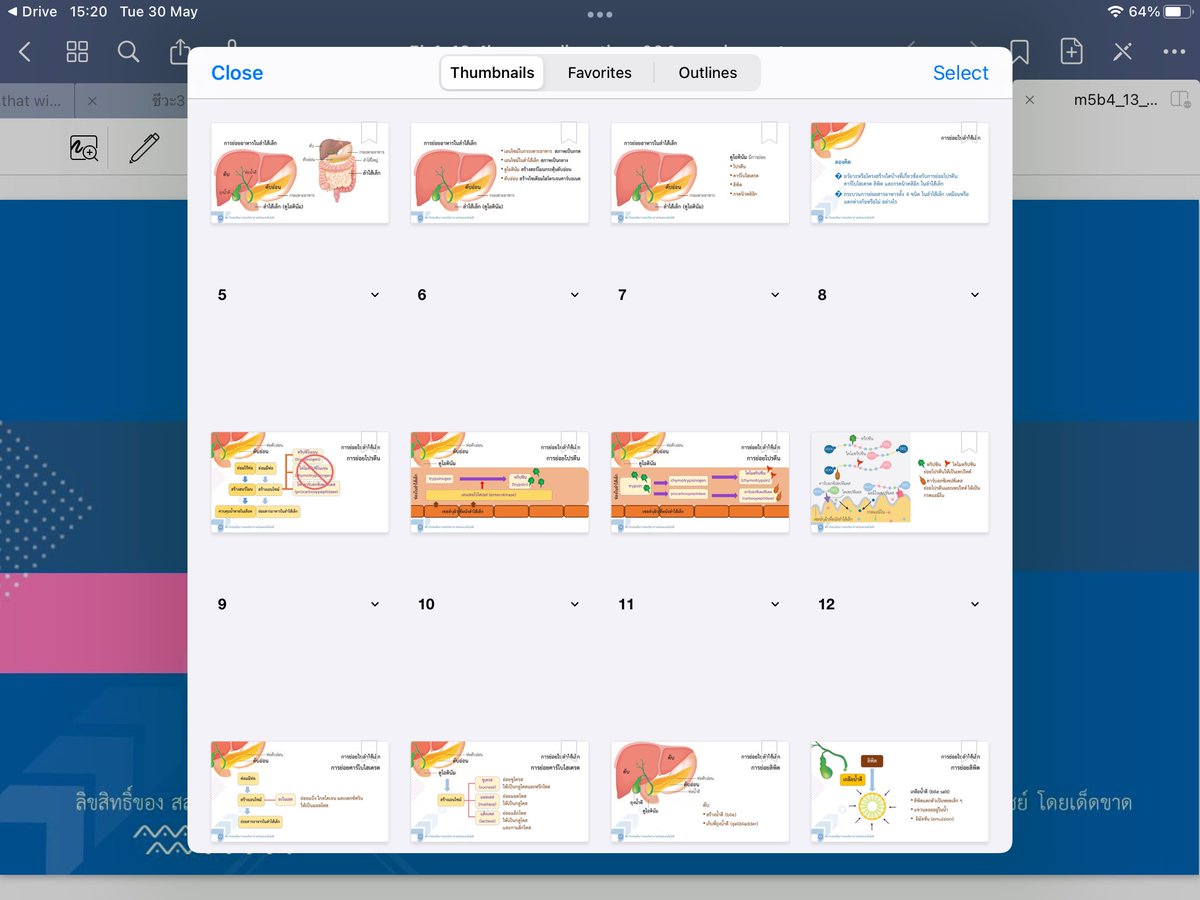 🌳 tweet media