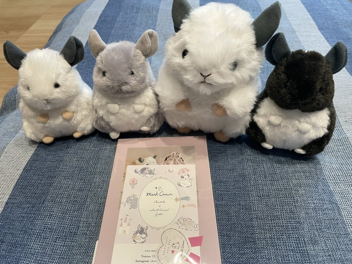 mahir_omon888's tweet photo. 🐭ぬいぐるみはあまり買わない（物を増やしたくない）主義ですが、チンチラは特別。マルククラウンさんの、とてもかわいいチンチラちゃんが届きました✨
 #チンチラ
 #chinchilla
 #マルククラウン
 #markcrown https://t.co/j1G3YEZgJs