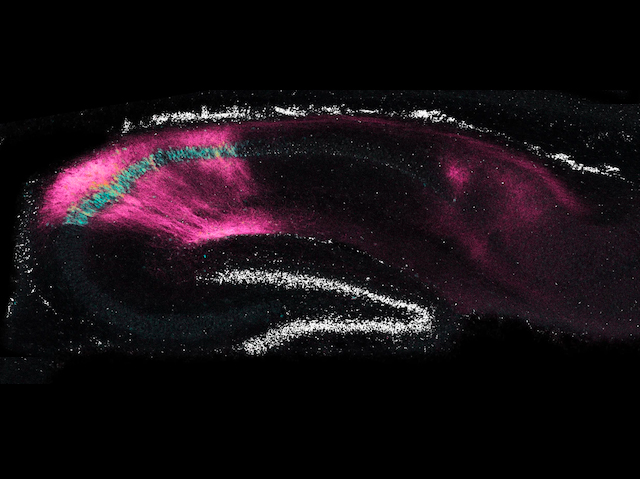 BPoD_s's tweet image. Signal-receiving and signal-sending protein latrophilin-2 shapes the development of #neuralcircuits. #braindevelopment Image &amp;amp; research by Daniel T Pederick &amp;amp; @NicoleAPerry1 et al @HHMINEWS @ColumbiaPS in @eLife. Read more on bpod.mrc.ac.uk/archive/2023/5… with @MRC_LMS and @esbriolat