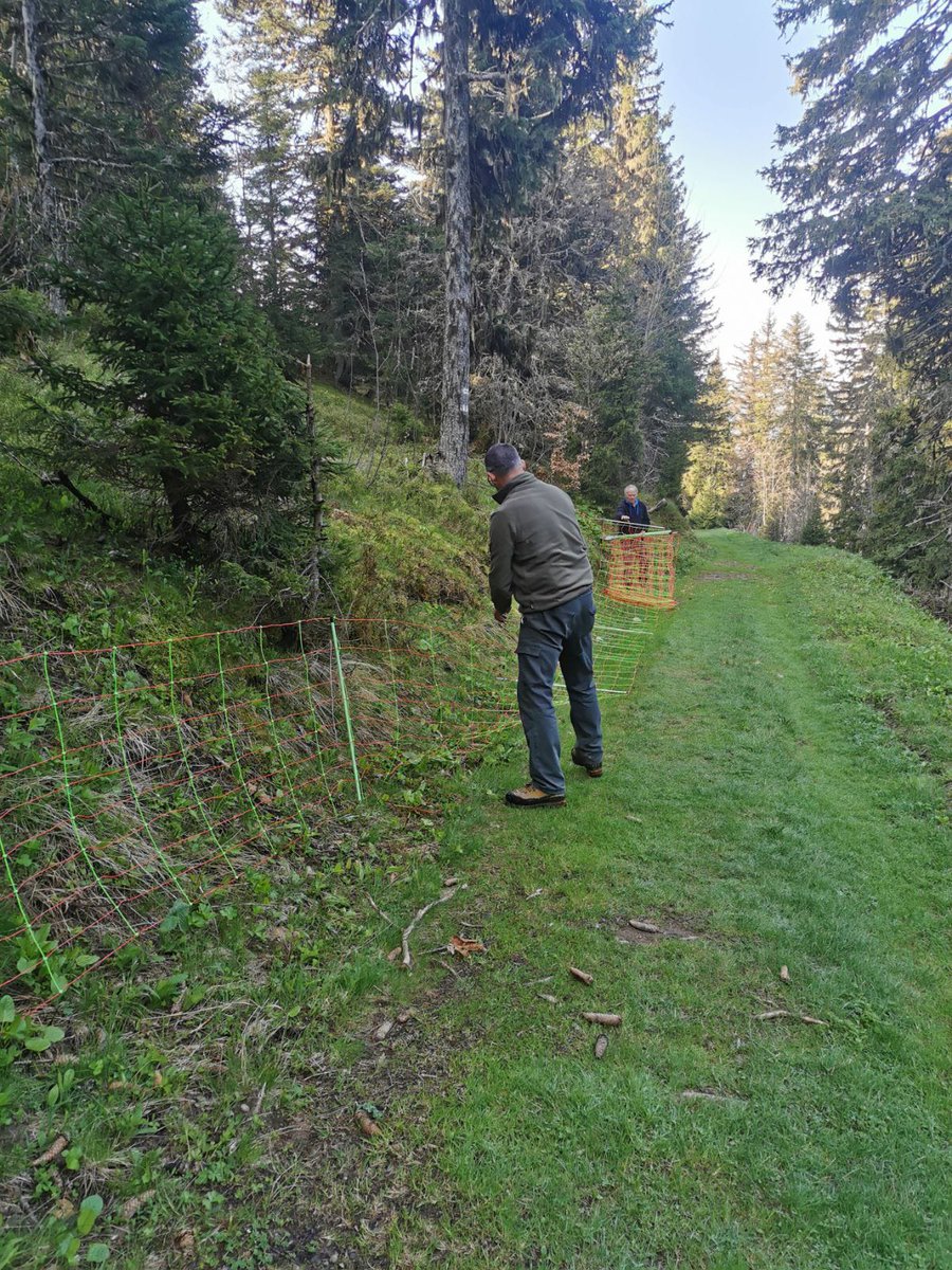 chasse38's tweet image. A la descente du comptage lagopède sur le site du Brouffier (Taillefer), les #chasseurs de La Porte ont installé sur 800 m, un filet pr #préserver une zone de #reproduction de la #Gélinottedesbois lors de la montée d&apos;alpage (cofinancement @chasse38 et @CDIsere)
