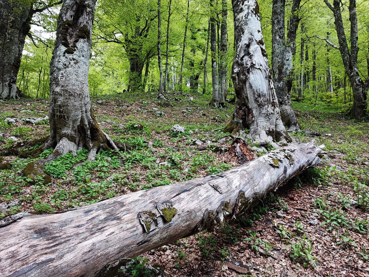 SchwendtnerO's tweet photo. Standing and lying Deadwood, a key element in the ancient beech forestsin Abruzzo National Park. Death of the canopy trees allows the start of a new Silvogenetic cycle with the regeneration of beeches and other trees if the gap is enough big. #deadwood #BeechForest #Unesco https://t.co/RqFWxR6QH8