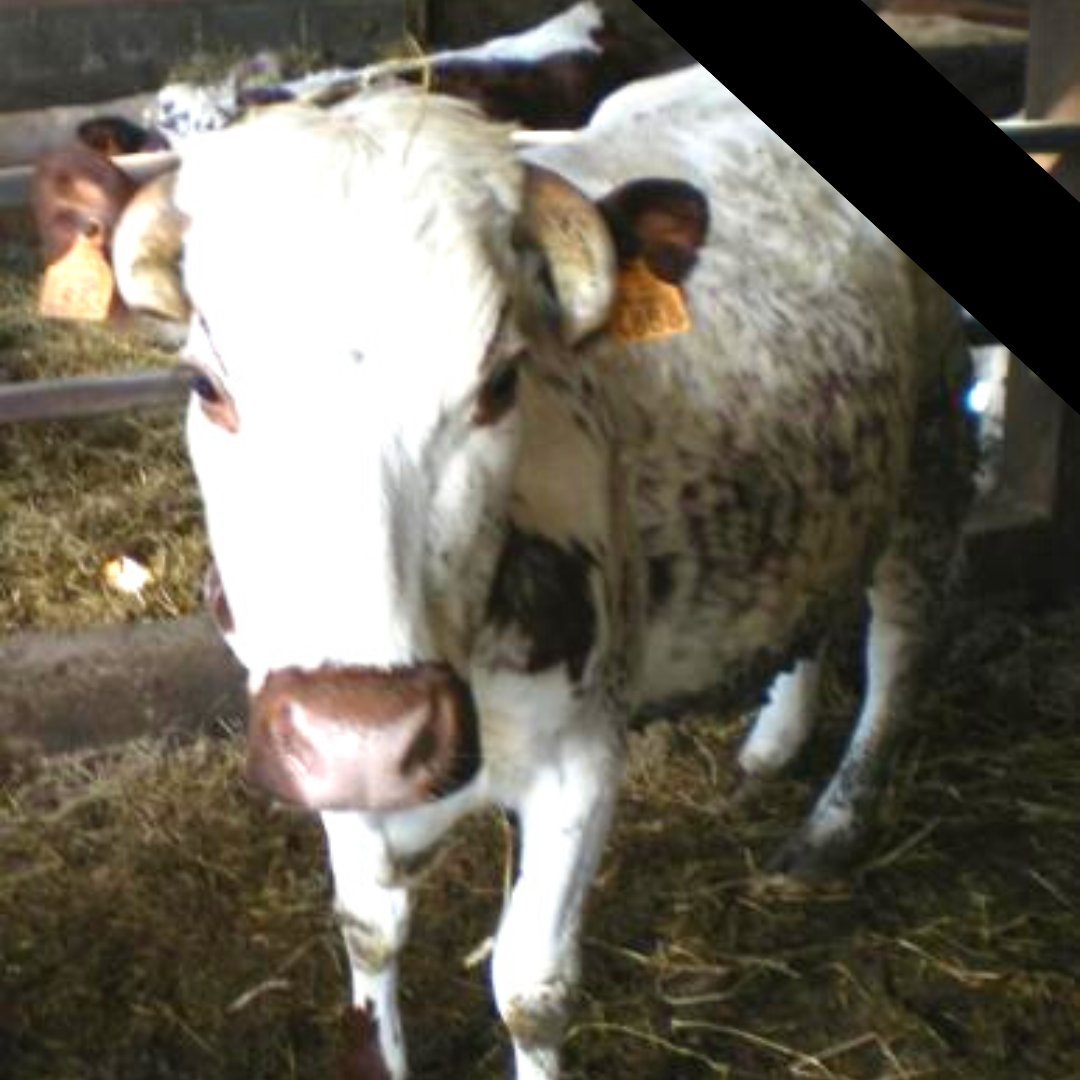 FBB_Officiel's tweet photo. #Hommage
🖤 Adieu Nellie.
Doyenne de nos pensionnaires, elle est décédée à l’âge de 27 ans.
Issue de notre premier sauvetage de bovins, en 2002, voici la photo de Nellie lors de sa prise en charge.
Sous la protection de la FBB depuis, elle aura eu une belle et longue vie !

👉 Comme Nellie, des milliers d’animaux sont recueillis dans l’Arche de BB pour y couler des jours heureux jusqu’à leur belle mort.