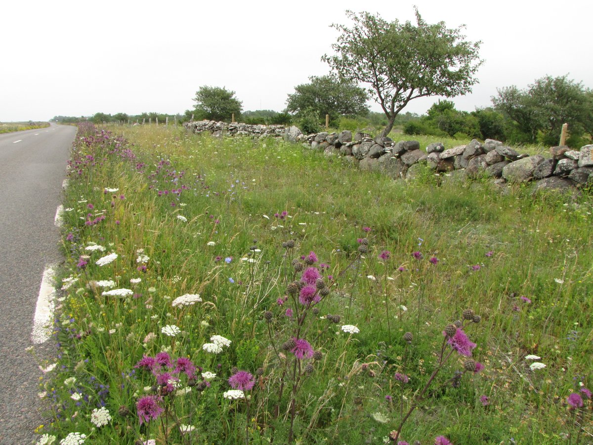 Nordic Journal of Botany (@nordicjbotany) on Twitter photo 📢CALL FOR PAPERS: NJB launches a new #specialissue in #Plant performance and diversity in roadside and railway habitats. Don't worry, DL is well after the field season on 1st October for abstract proposals! More info: ow.ly/v0Vt50OzcMT
<a href="/NordicOikos/">Nordic Society Oikos</a> <a href="/WileyEcolEvol/">Wiley Ecology & Evolution</a> #ecology 📢CALL FOR PAPERS: NJB launches a new #specialissue in #Plant performance and diversity in roadside and railway habitats. Don't worry, DL is well after the field season on 1st October for abstract proposals! More info: ow.ly/v0Vt50OzcMT
<a href="/NordicOikos/">Nordic Society Oikos</a> <a href="/WileyEcolEvol/">Wiley Ecology & Evolution</a> #ecology