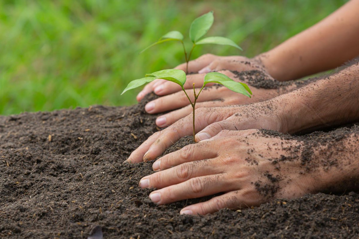Whether you're planting a tree in your backyard, a community garden, or a public park, you're making a positive impact on our planet.

#PlantingTrees #GreenInitiative #SustainableLiving #EnvironmentalImpact #TreePlanting #CommunityGarden #NatureConservation
