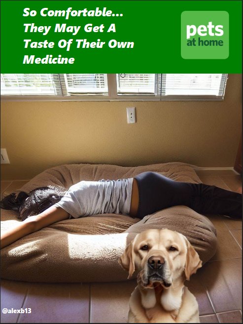 @OneMinuteBriefs #DogBeds