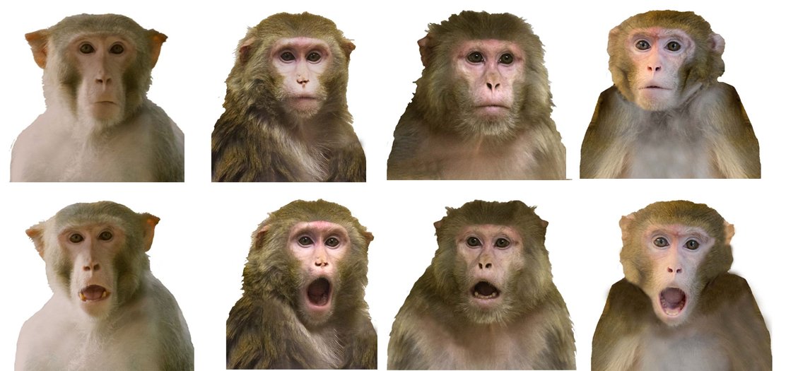 Macaques with higher social tolerance show enhanced inhibitory control, reduced impulsiveness, and less distraction. Evolutionary adaptation to complex social environments. #PrimateBehavior #SocialTolerance @MarineMJoly 
Open access article here: shorturl.at/beFTY