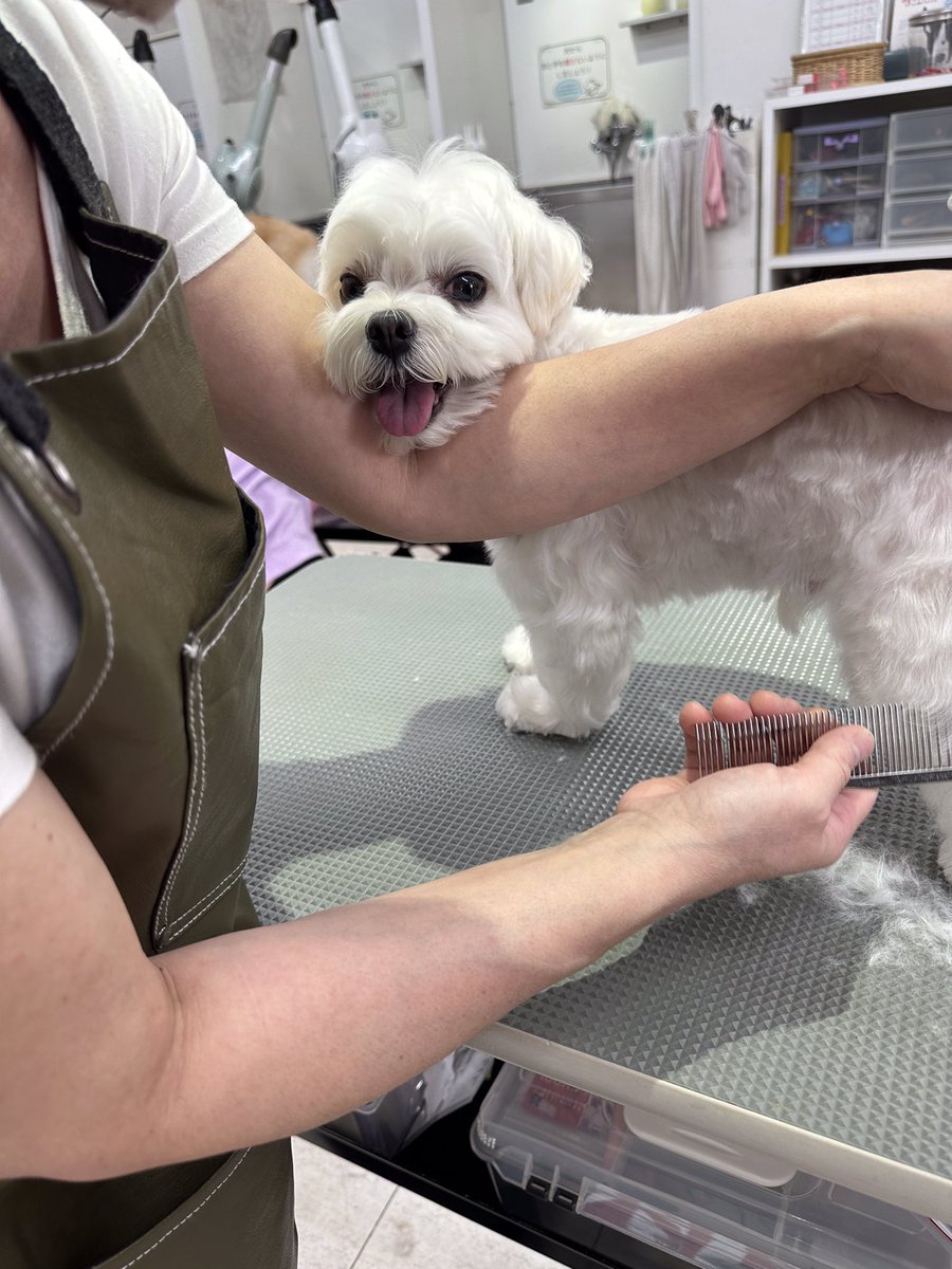 にっこり笑顔がとってもキュートですね！
お利口さんにカットも頑張ってくれました。

#池尻大橋 #ケンネルスクール #モデル犬募集 #トリマーの卵