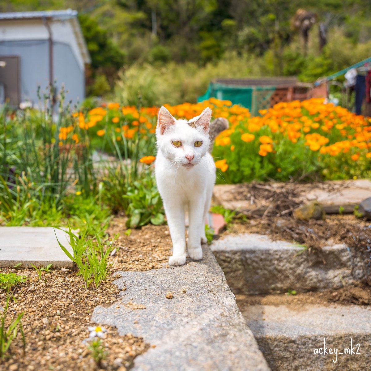 お花畑と猫
#一日一猫 #僕らの居場所は言わにゃいで #猫のいるとこ教えにゃい