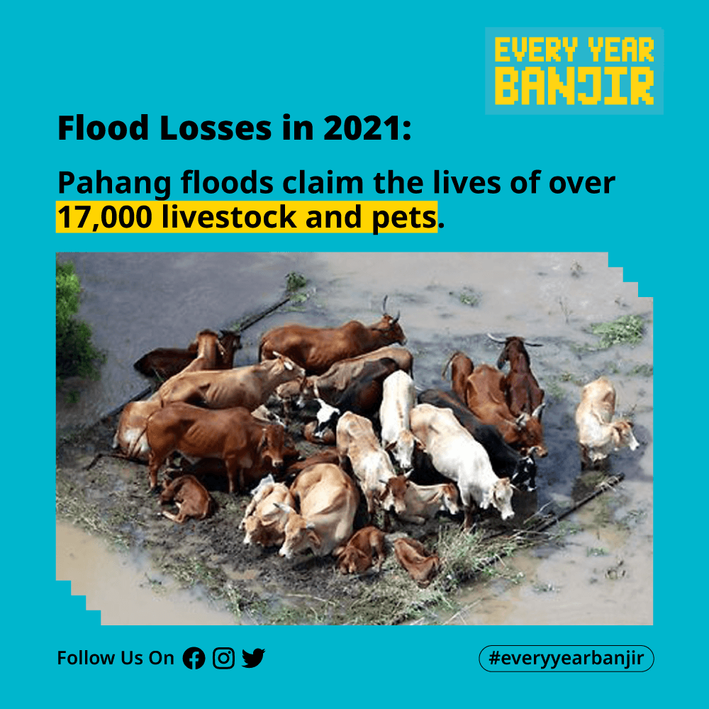 everyyearbanjir's tweet photo. Flood losses in 2021: Pahang floods claim the lives of over 17,000 livestock and pets.

Source: https://t.co/rgjc1Q9UtX https://t.co/lQSfv0oiOu