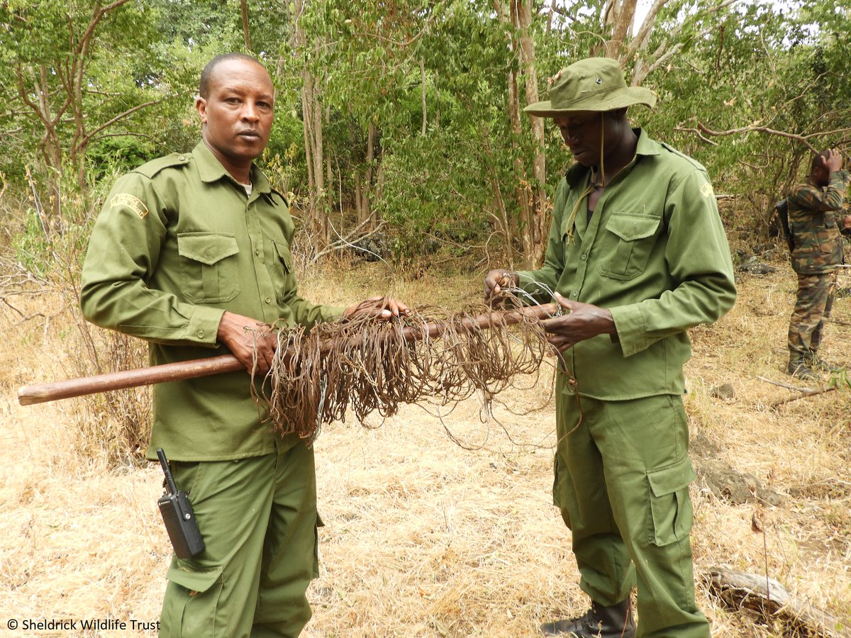 Prevention is better than cure. This certainly rings true when it comes to bushmeat poaching. We tackle the threat from both sides: the SWT/KWS Mobile Vet Units have come to the aid of 968 snare victims, while our Anti-Poaching Teams have removed 192,870 of these lethal traps.