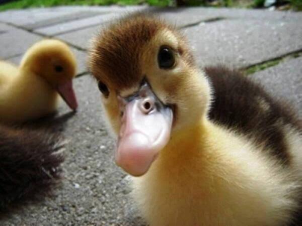 Quack Lovers 🐐 tweet media