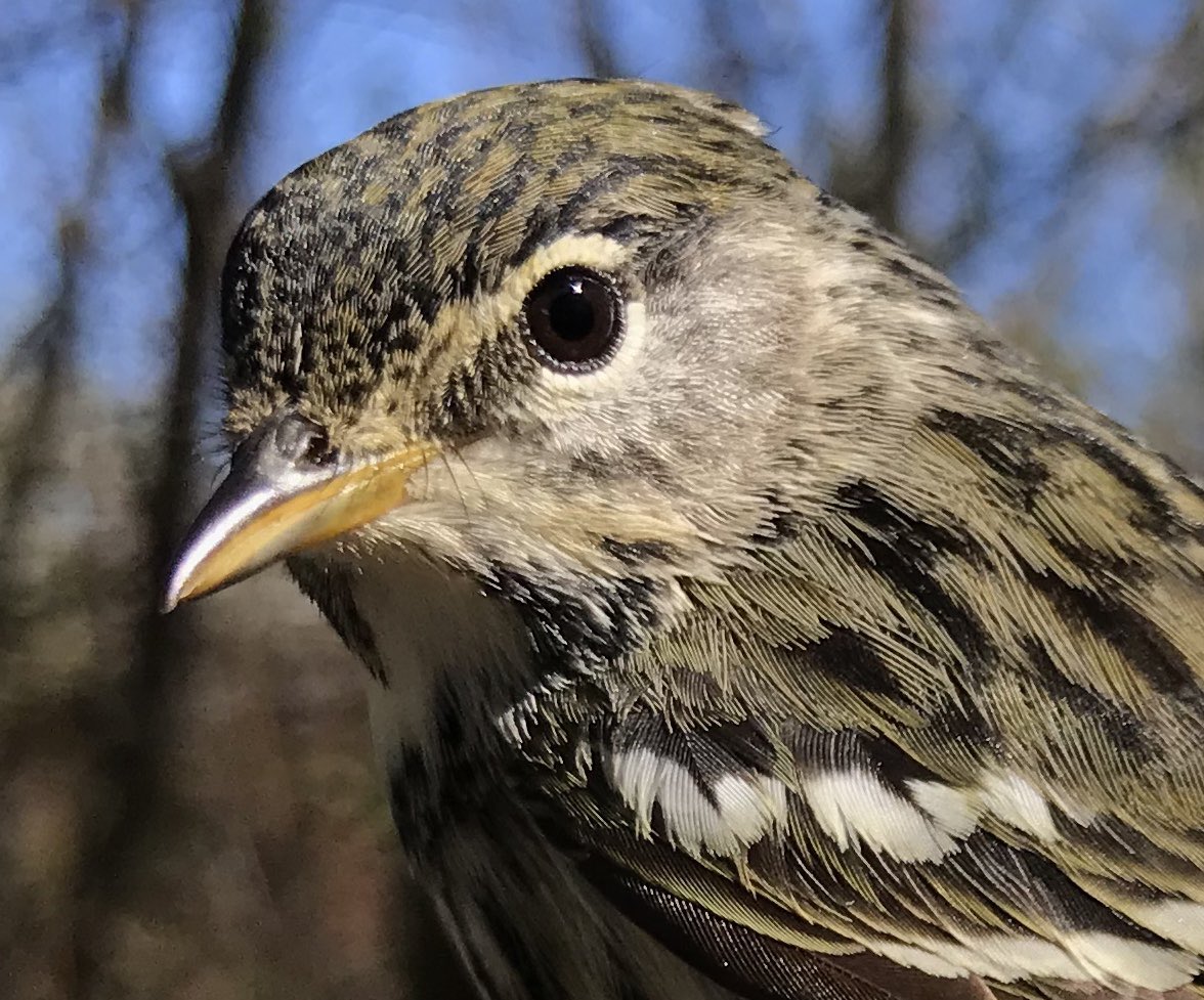 AnousBirding's tweet photo. There are some #birds that have a profound impact on your being. For me, #Blackpollwarblers are one of them. Their song stops you in your tracks, watching them takes you into their world for a bit. It’s even better when you get to know the intricacies of their lives. https://t.co/5r0bPsvDO2