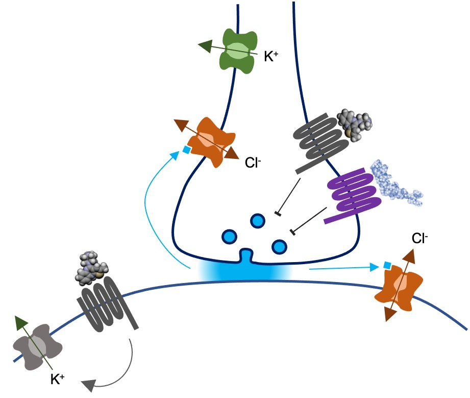 Dimitri Kullmann (@newrotrash) on Twitter photo Come work with <a href="/LignaniLab_UCL/">Lignani Lab</a> <a href="/s_schorge/">Stephanie Schorge</a> and the rest of us on gene therapy for epilepsy rb.gy/wxya8 Come work with <a href="/LignaniLab_UCL/">Lignani Lab</a> <a href="/s_schorge/">Stephanie Schorge</a> and the rest of us on gene therapy for epilepsy rb.gy/wxya8