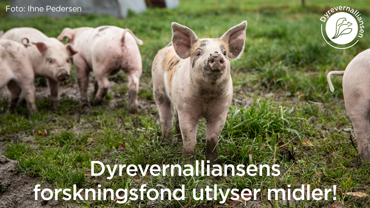 Dyrevernalliansens forskningsfond utlyser midler! 

Forskningsfondet utlyser 1,5 millioner kroner i året til forskning og utvikling til beste for dyr. 

Søknadsfrist er 20. september 2023. 

#dyrevern #dyrevelferd 

dyrevern.no/dyrevernallian…